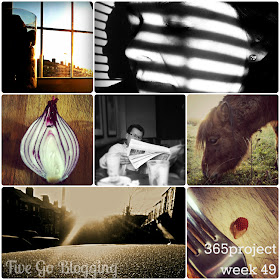 Five Go Blogging 365Project week 49