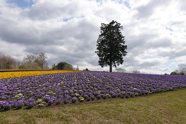 とっとり花回廊　花の丘