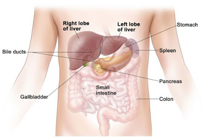 What function of the spleen