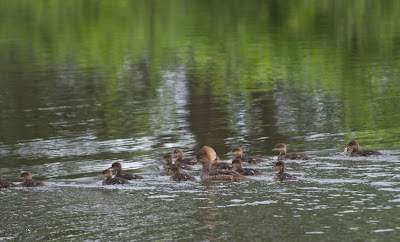 Hooded Merganser (Lophodytes cucullatus)