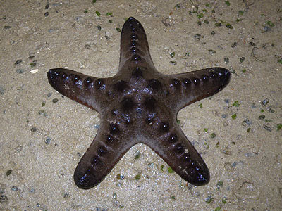 Starfish, Knobbly sea star (Protoreaster nodosus)