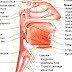 Anatomy Of The Human Nose - Human Nose