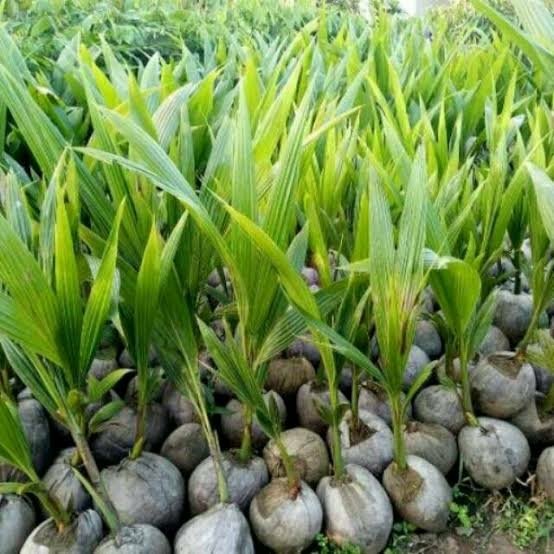 bibit kelapa pandan thailand solusi tanaman masa kini Kotamobagu