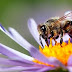  Las abejas y los polinizadores: criaturas pequeñas, pero grandes aliados en la Tierra