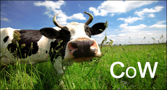 cow