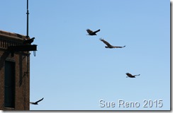 Sue Reno_Black Vultures_Image 4