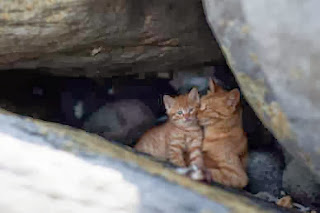 kucing di pulau Fukuoka