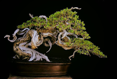 Bonsai Santigi/Sentigi (Pemphis acidula)