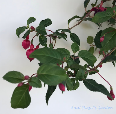 Pink fuchsias with lots of green leaves.
