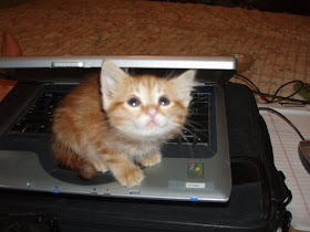 funny cat pictures, kitten on laptop