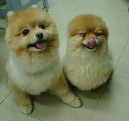 cute images of puppies. Cute Pomeranian Puppies