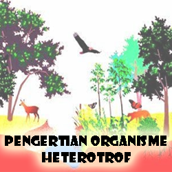 Pengertian Organisme Heterotrof Beserta Contohnya