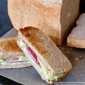 close up pic of an avocado egg salad sandwich with hummus and watermelon radishes