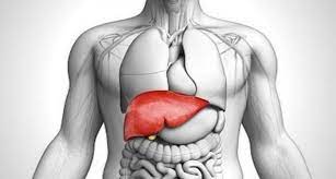 Foods for a Healthy Liver in Humans:  Nourish Your Body's Vital Organ