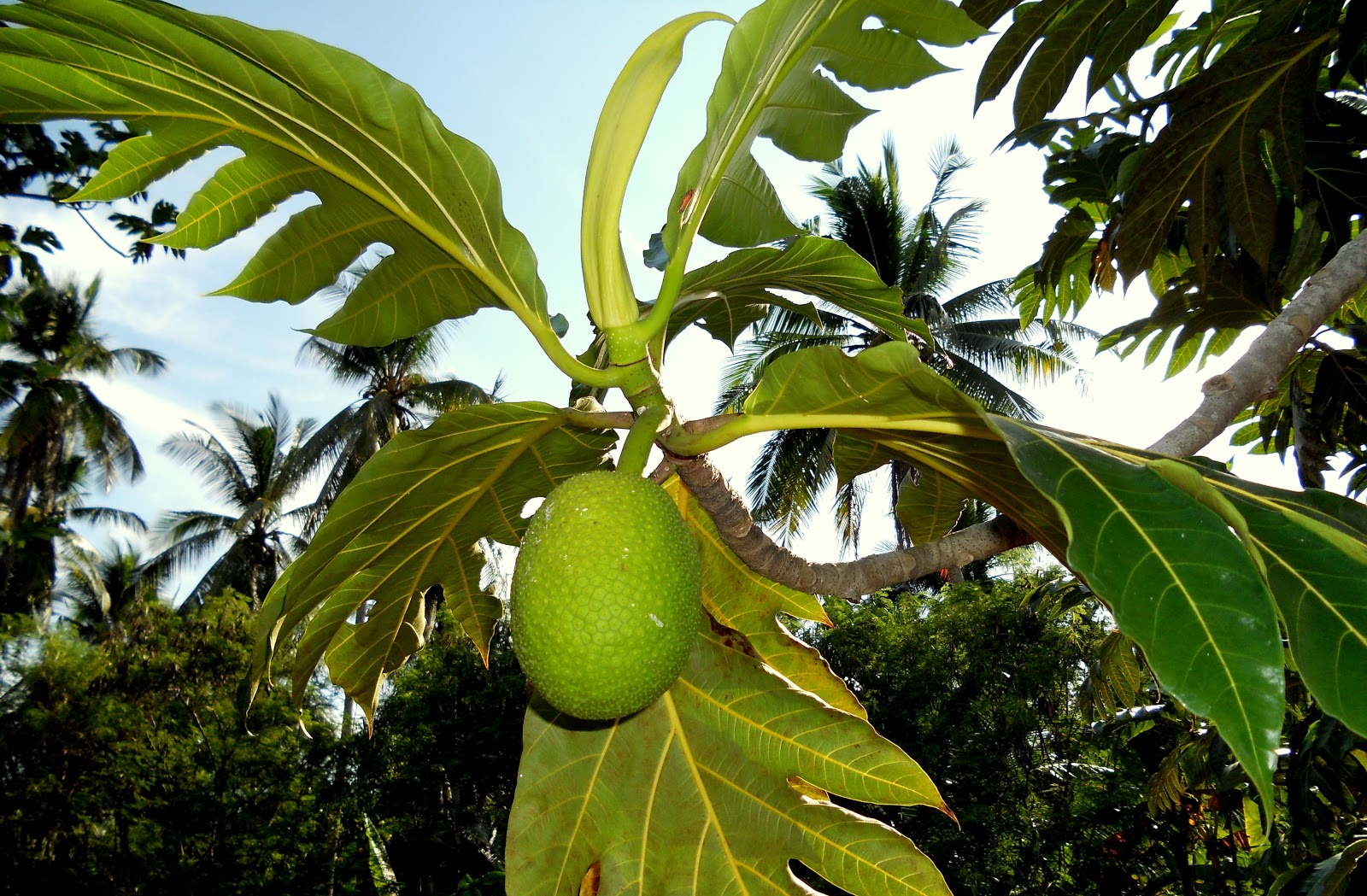 DI UJUNG ISLAM: Buah-Buahan Tempatan Dari Desa