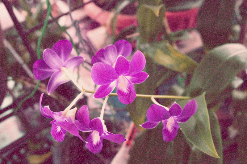 Mom's orchids.
