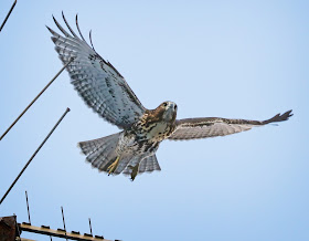 Tompkins Square hawk fledgling taking off from an antenna