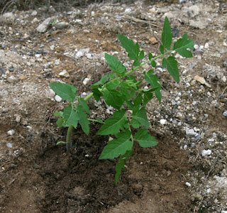 Another tomato plant