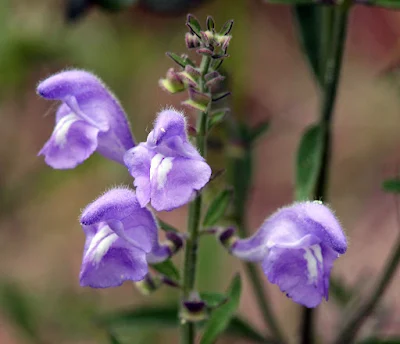 Herbal Supplements for Restful Sleep