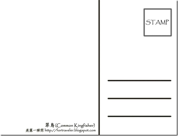 12月  翠鳥(背面)