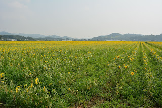 益子町ひまわり祭り2013