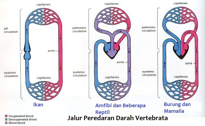  Sistem  Sirkulasi Pada Hewan  Invertebrata dan Vertebrata  