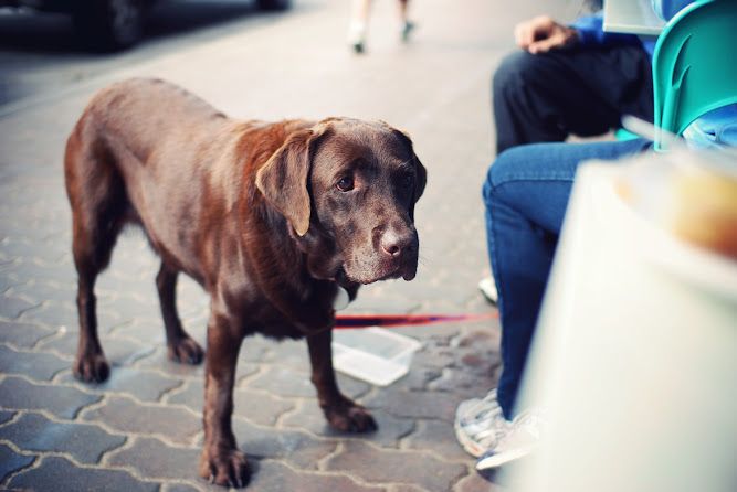 Sydney Brown Labrador 