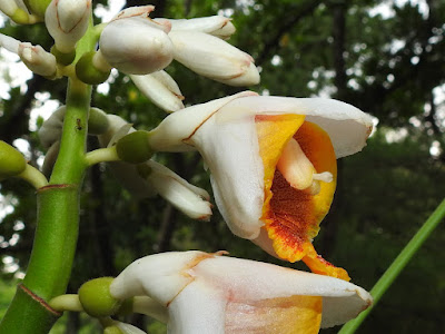 Flowers of False Cardomom Ginger