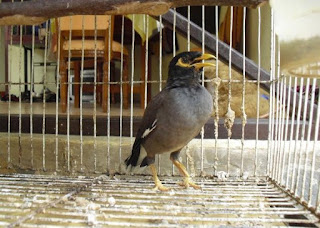 Burung Jalak Nias