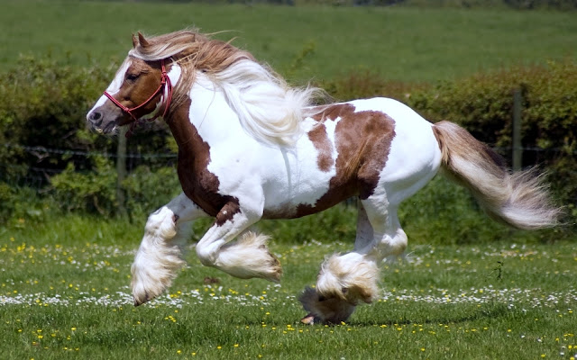 Caballos Corriendo Imágenes de Animales