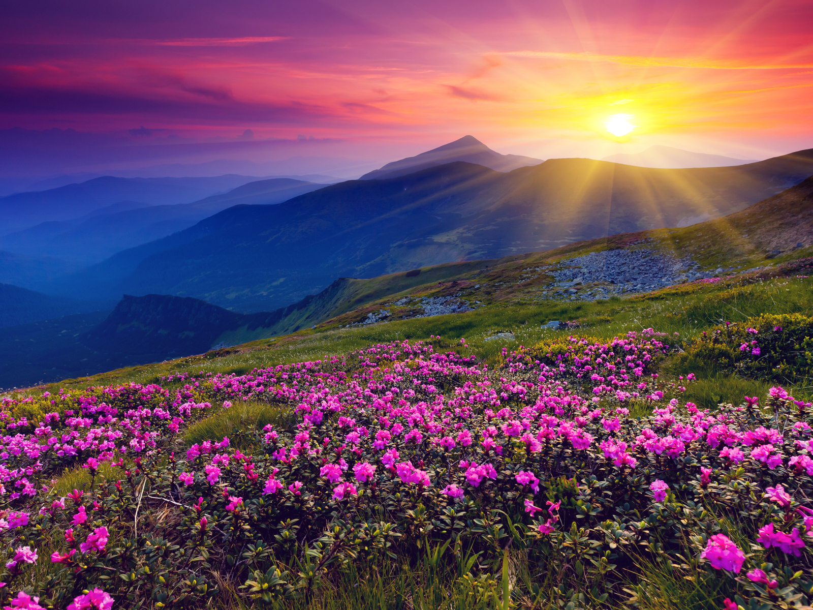 https://blogger.googleusercontent.com/img/b/R29vZ2xl/AVvXsEhqdyatzjbvh7l6tbLbZSEnsZ75e4VAgHVACwpkhFjWBVirECFvkOzyjfOcg3xb8K9yUzCJ76hhaWqBbJJ8ne2vRsNoep6f73DwtumtVAAPd8lBq-xtZLYO4c6jg-nw5dzdqKuMQPUzTRGq/s1600/Meadows-Purple-Wild-Flowers-Mountains-and-Sunset-HD-Wallpaper--NatureWallBase.Blogspot.Com.jpg