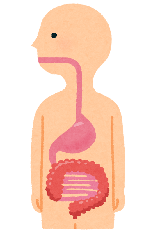 食道 胃 腸のイラスト 人体 かわいいフリー素材集 いらすとや