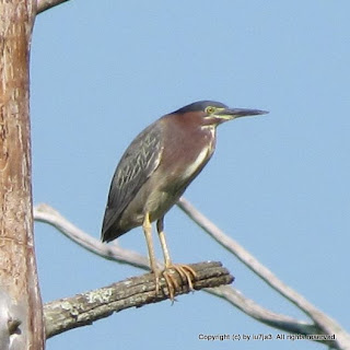 Green Heron