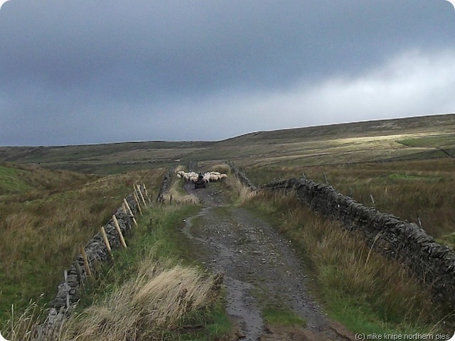 shepherd