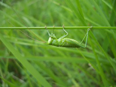 Sauterelle verte