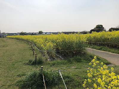 淀川河川公園・太間地区のチューリップと菜の花