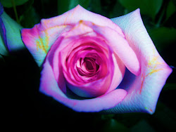 Rainbow Rose