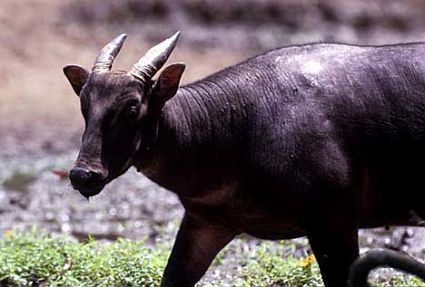  Anoa  Lowlands Bubalus depressicornis Smith