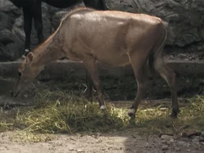 foto nilgai antelope 01