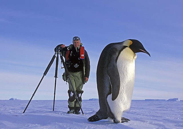 penguins