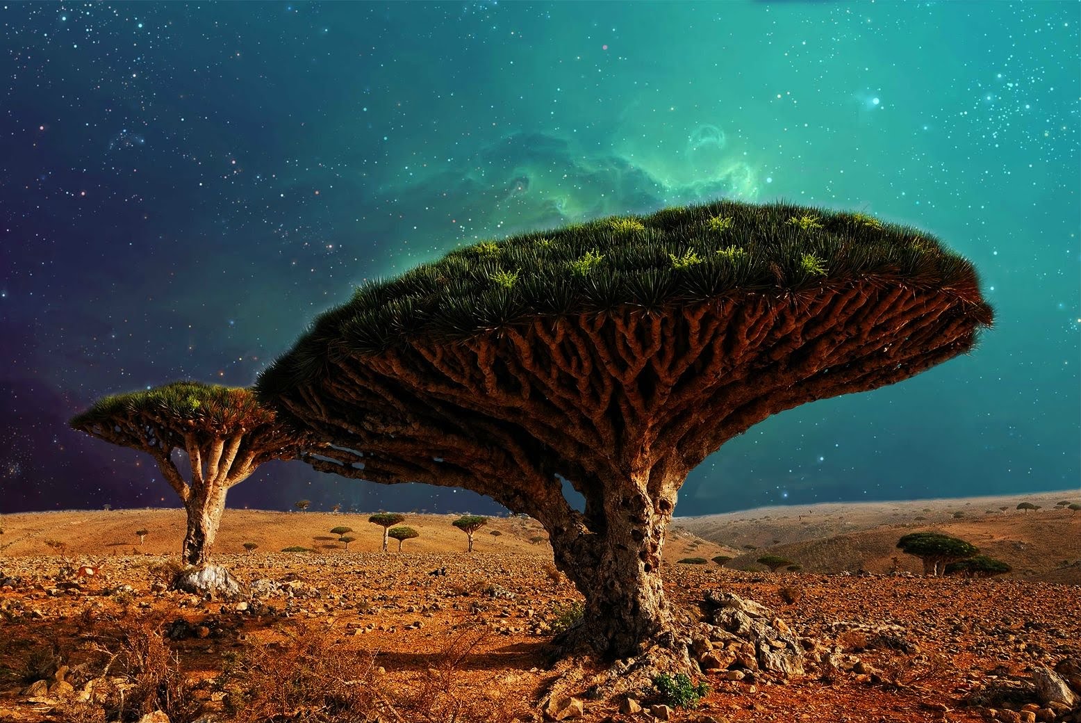 The Amazing World Dracaena Cinnabari Dragon Blood Tree Island Of Socotra Yemen