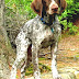 German Shorthaired Pointer - German Bird Dog