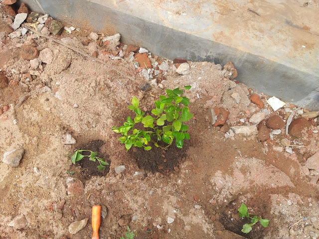 newly-planted-fruit-plants-in-andhra-garden-9