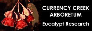 Dean Nicolle - Currency Creek Arboretum - Eucalypt Research / Eucalyptologics, Information resources on sustainable Eucalypt cultivation worldwide / Recursos de informacion sobre el cultivo sostenible del eucalipto en el mundo / GIT Forestry Consulting, Lugo, Galicia, España, Spain