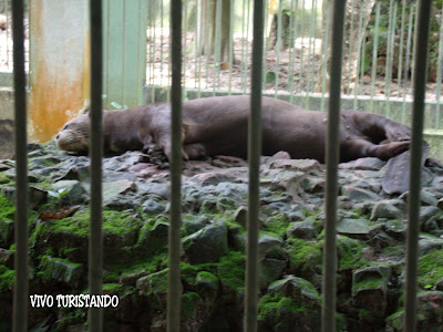 Manaus | No Bosque da Ciência tem Peixe-boi e Ariranha