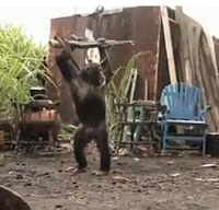chimpance metralleta fail