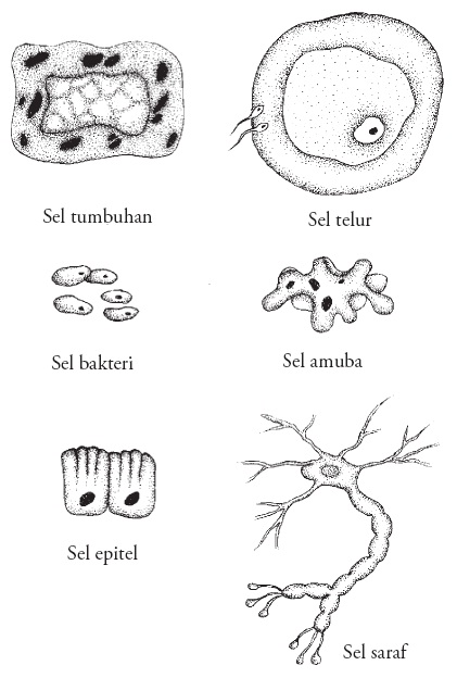 Struktur Fungsi Organel Pengertian Sel  Hewan  dan 