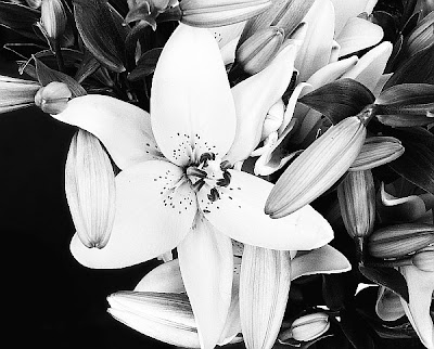 black and white flowers. lack and white flowers. and