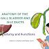 Anatomy Of The Gall Bladder And Bile Ducts by Nursesnote