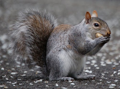 squirrel eating healthy diet of nuts